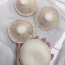 一级白灵菇，精品出场，肉厚规格大小统一，大量供货