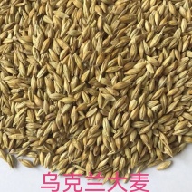 大麦，进口大麦