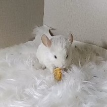 萌宠龙猫