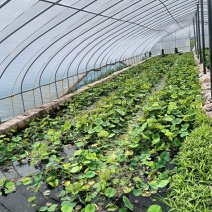 盆栽荷花