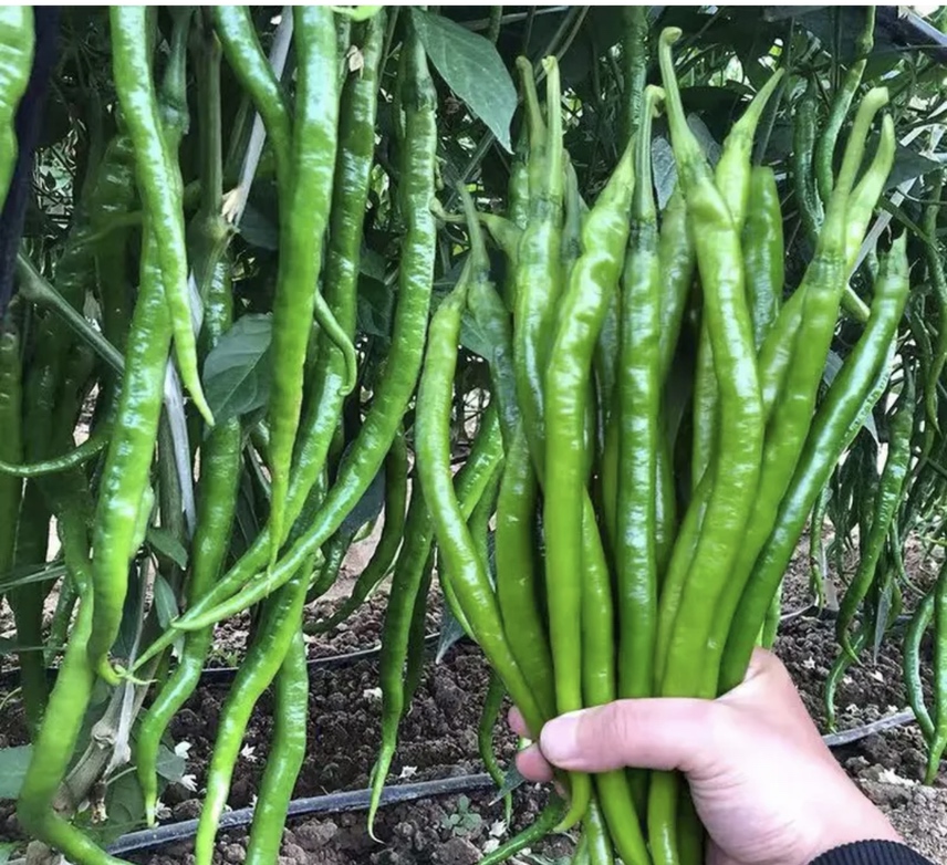 一位农民蹲在阳光充足的菜地中,正在手工采摘挂在植株上的细长绿色青线椒。周围土壤湿润,叶片茂盛,部分果实带有白色小花残留。人物穿着蓝色工作服,动作专注,展现原生态种植场景 农户在田间采摘青线椒