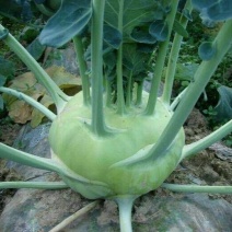 春秋青苤蓝种子苤兰菜种子芥蓝菜夏秋季蔬菜高产耐高温疙瘩