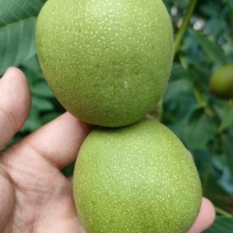 盐源青皮核桃大凉山青皮核桃四川青皮核桃产地代办