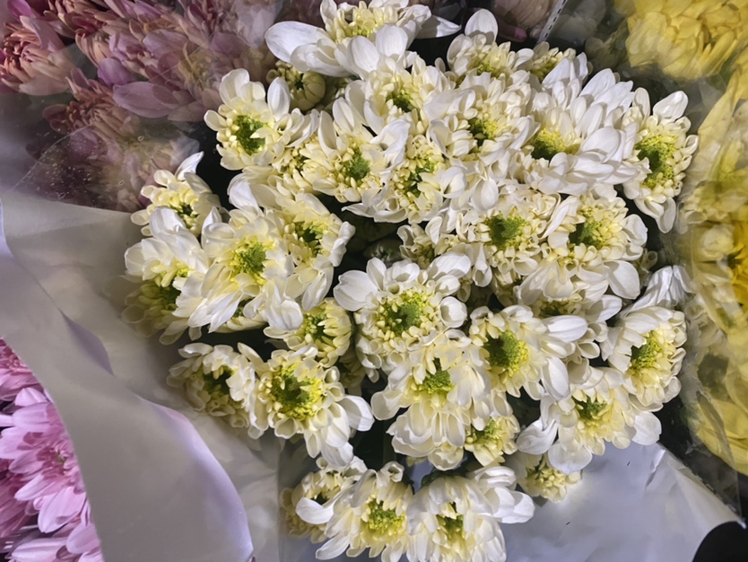 白玫瑰雏菊用于婚礼花艺设计,展示其在高端花艺场景中的应用效果 白玫瑰雏菊用于花艺设计