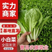 小白菜快菜航白菜小青菜视频看货代收代办，产地直供保质保量