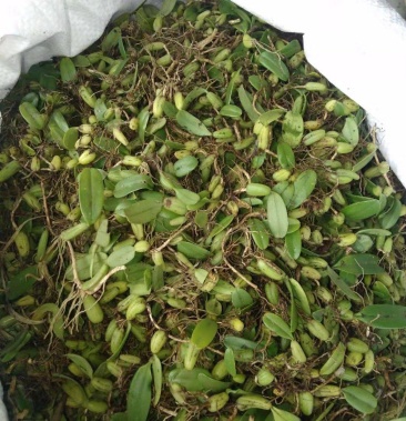 单叶中果小果大果石橄榄