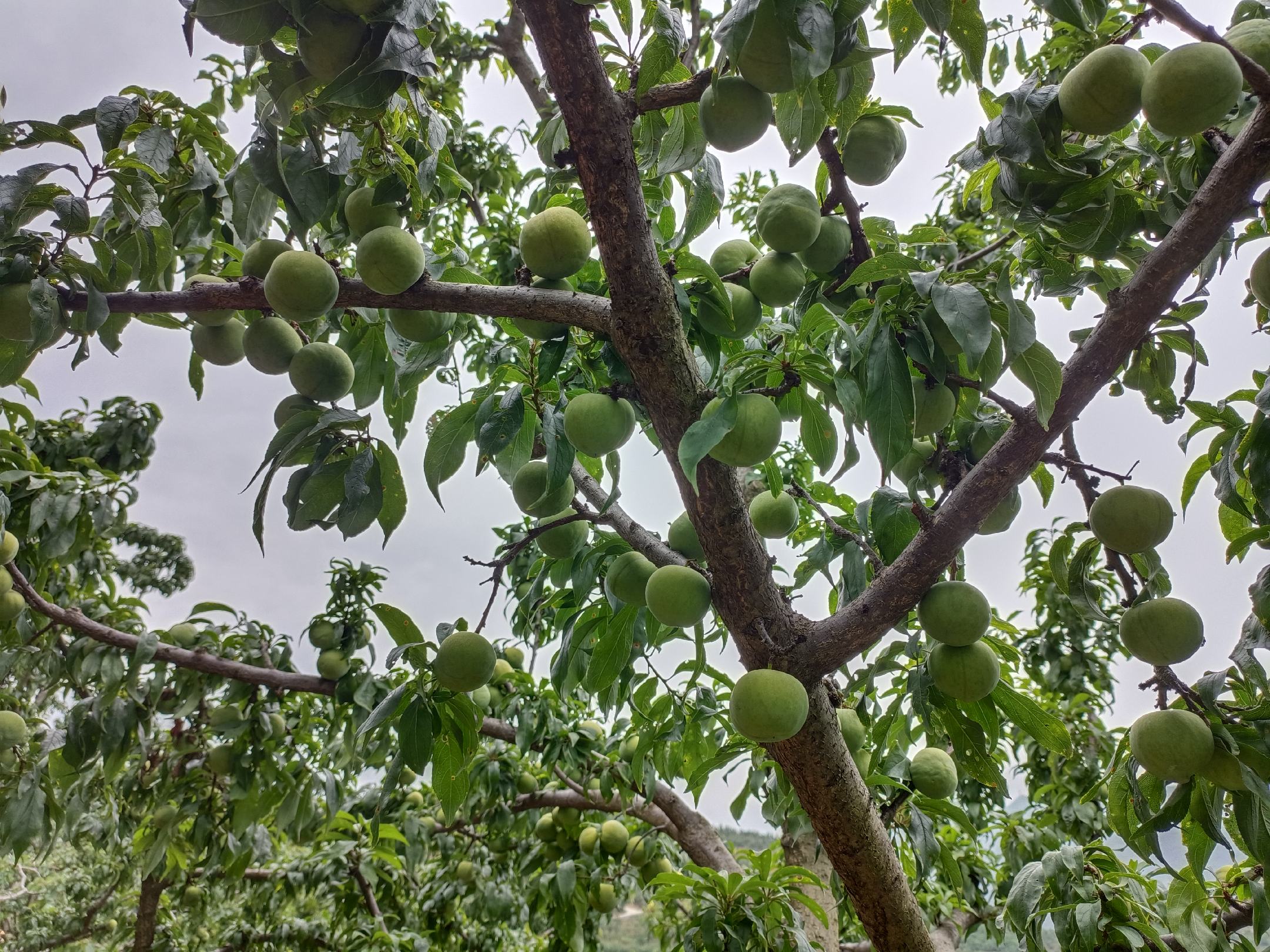 四川青李子采摘现场