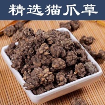 正品中药材精选猫抓草水洗干净无硫散结节茶中草药煮水猫爪草