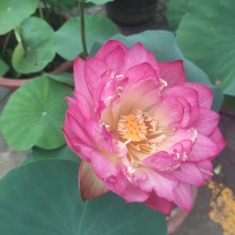 水生植物荷花自家基地夏季清地质量保证全程视频看货发货