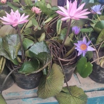 水生植物睡莲碗莲自家基地清地处理全程视频发货质