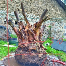 杜鹃花盆景
