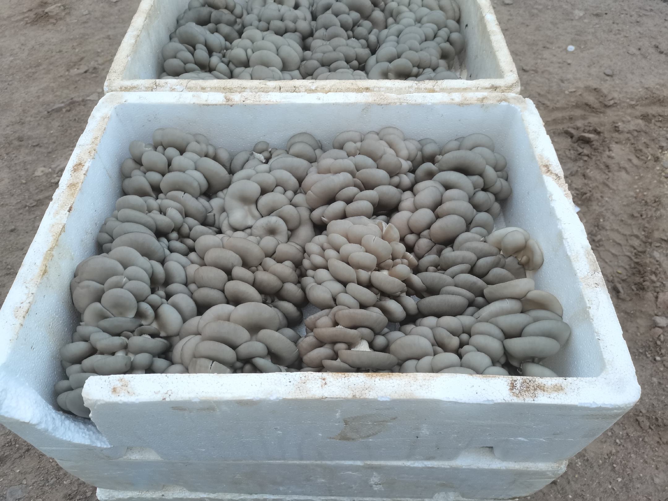 平菇炒鸡蛋成品图