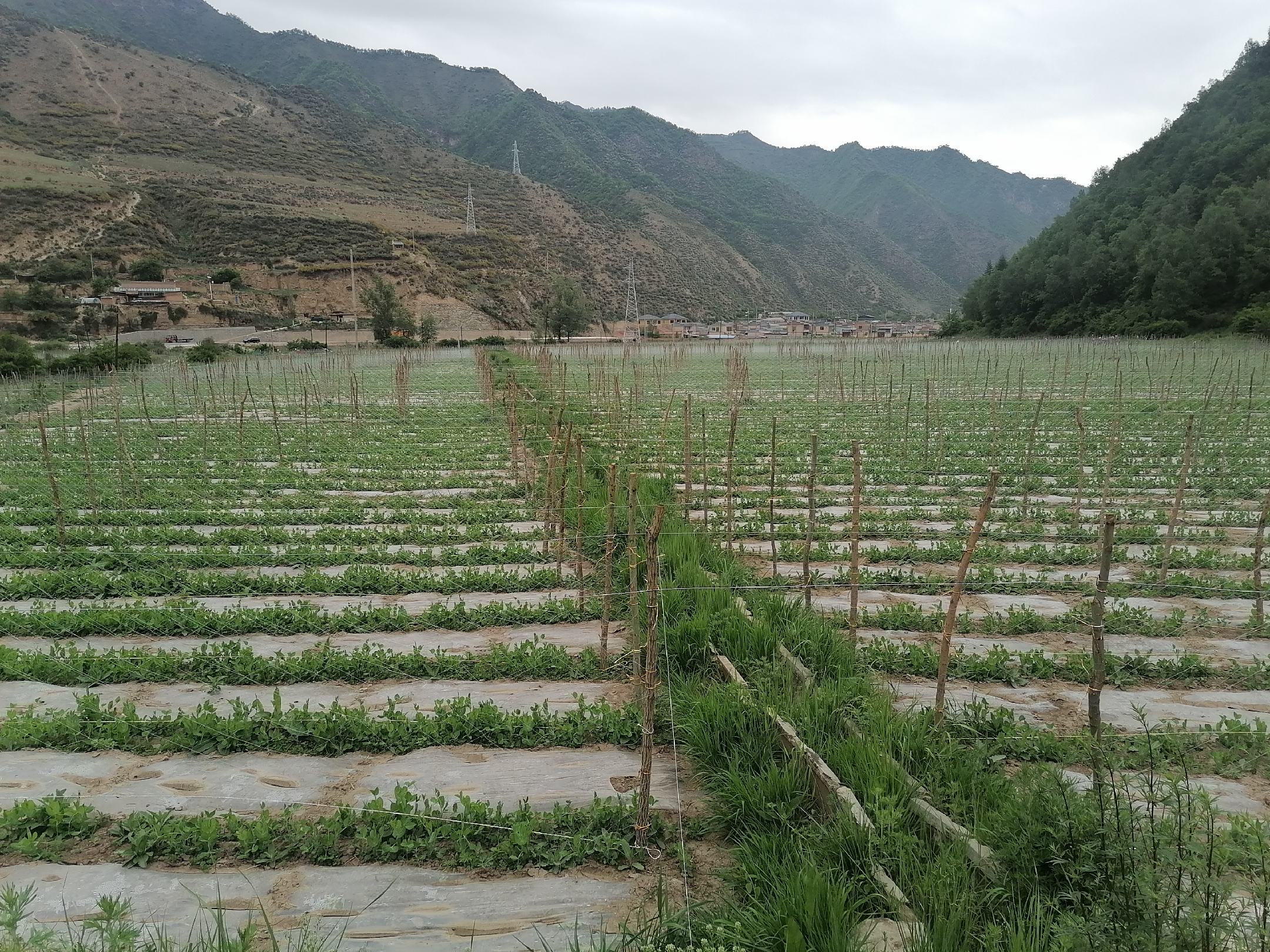 云南高山冰豌豆种植基地航拍