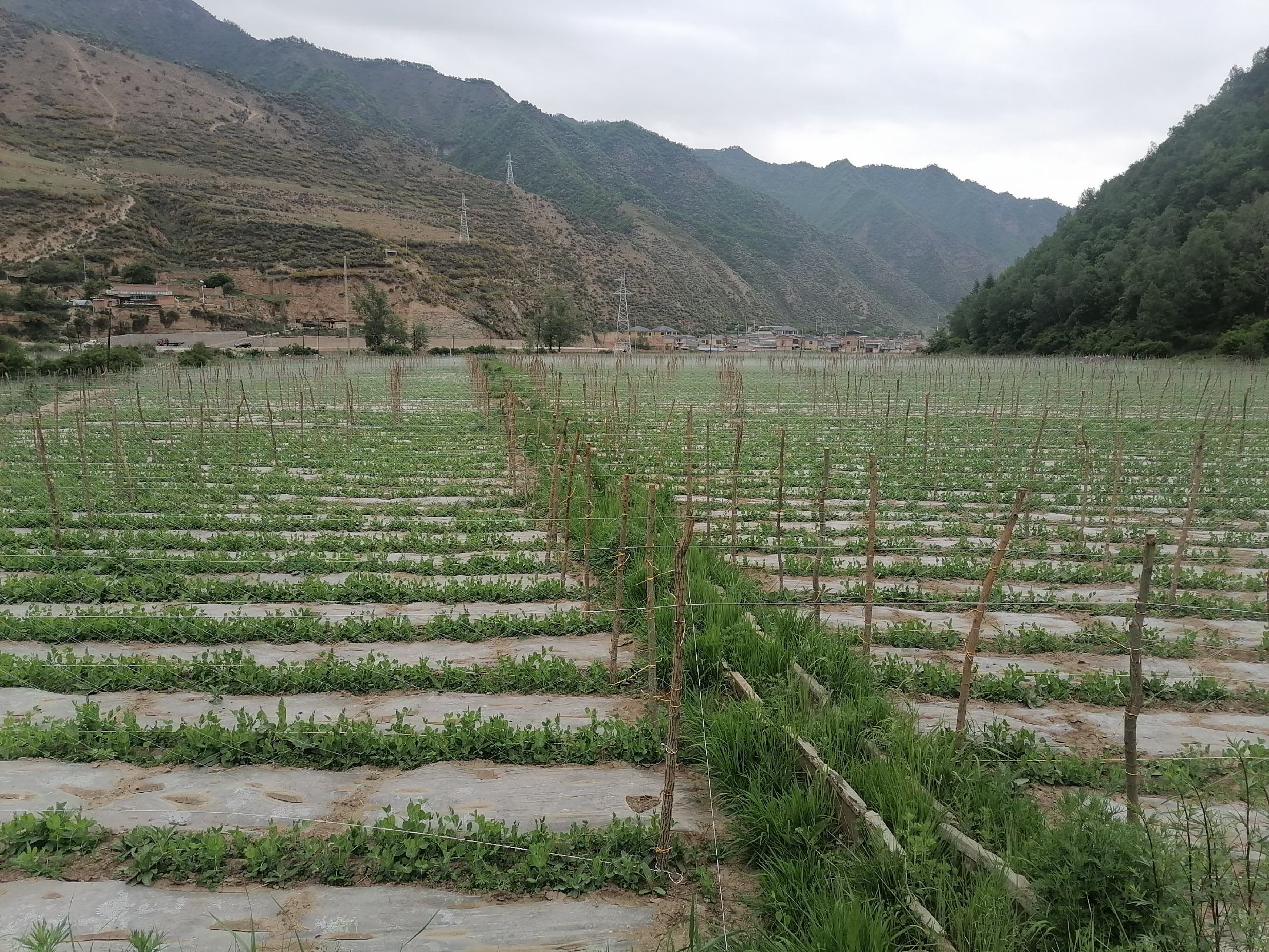 豌豆冬季种植分布图,展示不同地区豌豆种植适宜性 豌豆冬季种植分布图