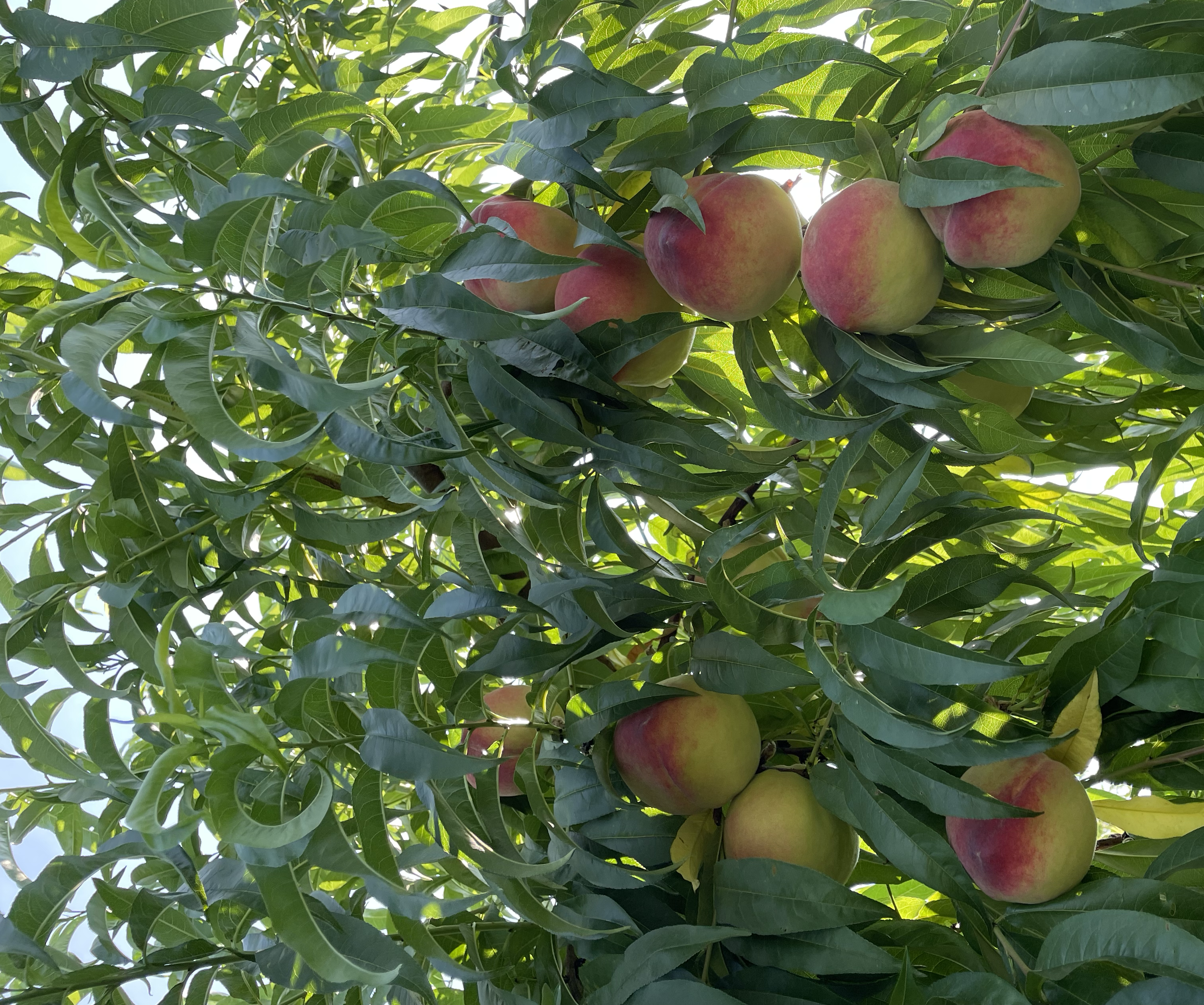 红不软桃果园种植场景,阳光下的桃树枝叶茂盛,果实饱满,呈现出自然健康的生长状态 红不软桃的果园种植场景