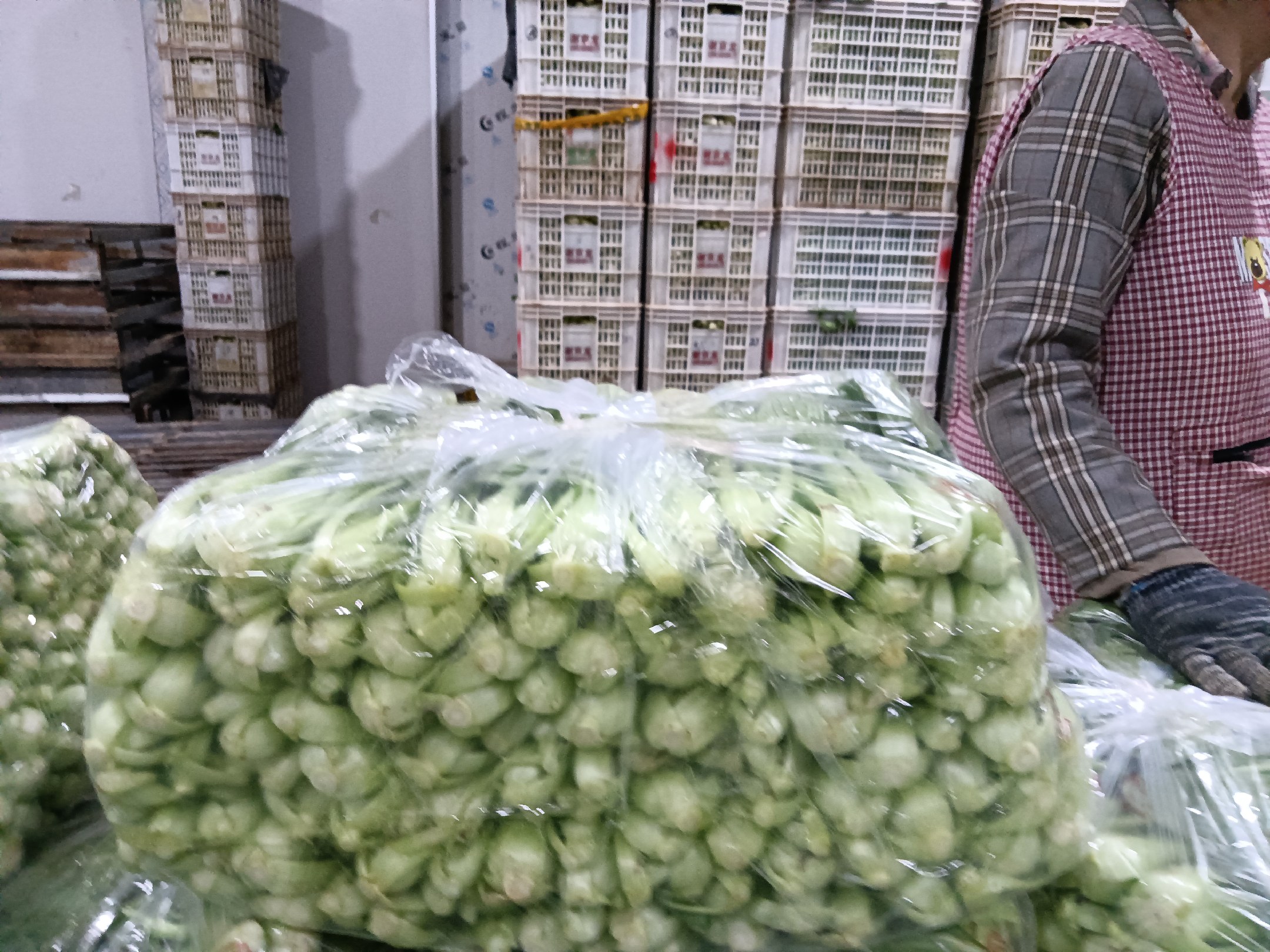 油菜保存前后对比图