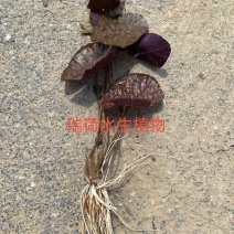 芡实芡实种子鸡头米基地自产自销保质保量