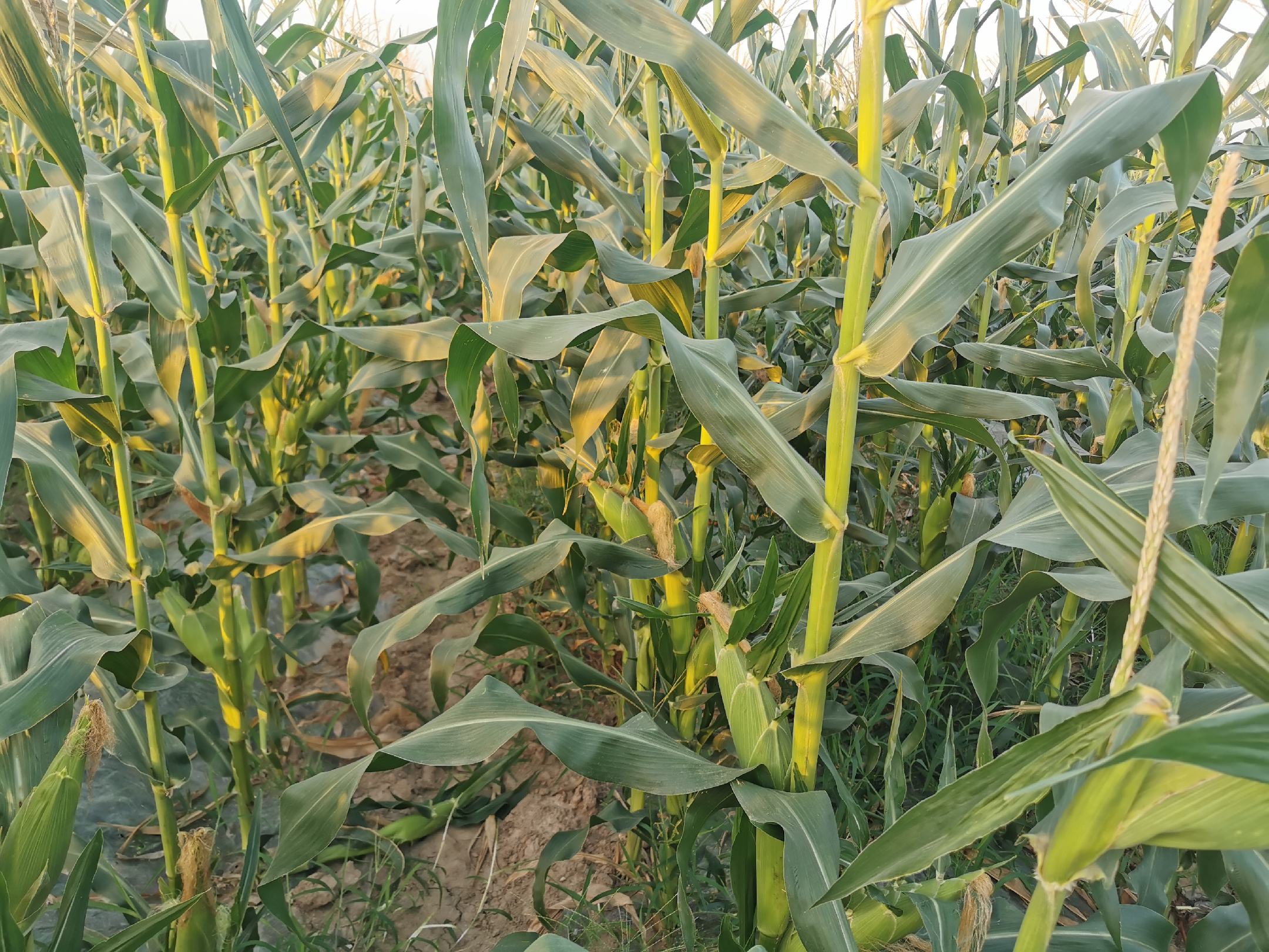 水果玉米田间生长场景