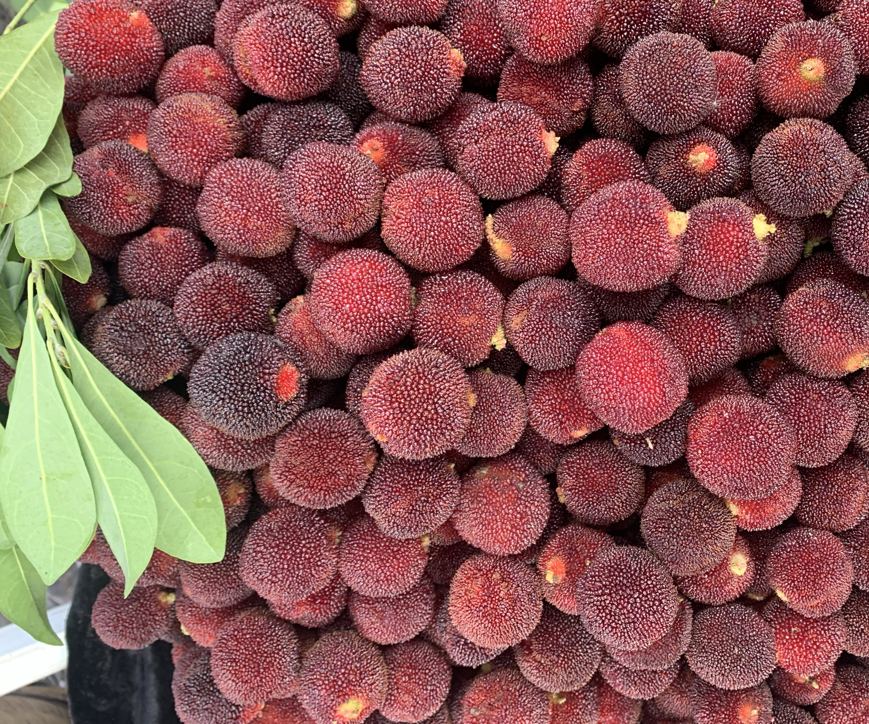 信息图表展示东魁杨梅的主要营养成分:包含维生素C、花青素、钾、膳食纤维等指标柱状图,配有单位数值和健康功效图标,如心脏保护、抗氧化、助消化等,背景为淡绿色清新风格设计 杨梅营养成分分析图示