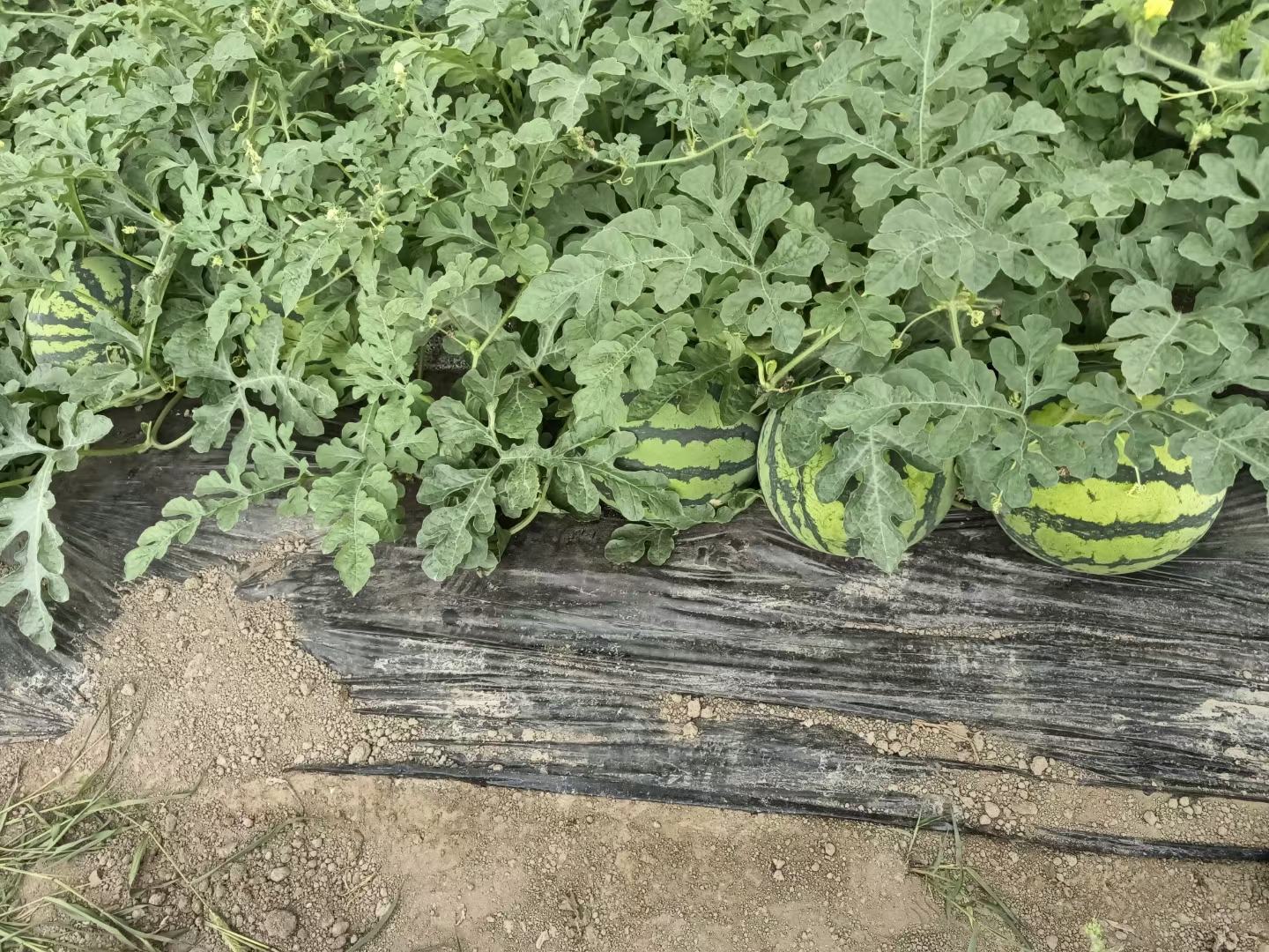 界首市8424西瓜种植基地航拍图