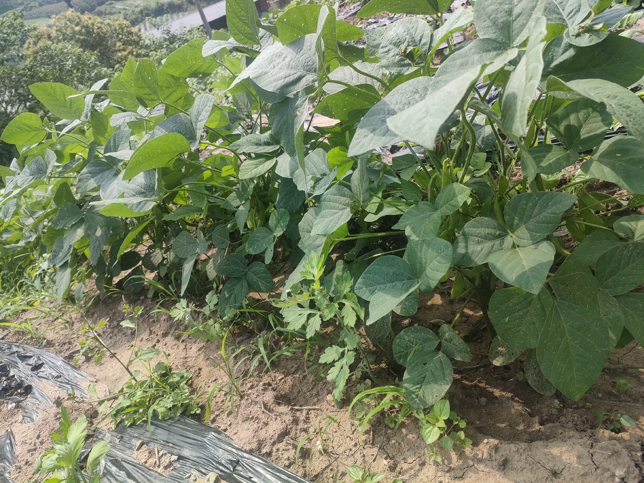 青豆子田间种植图