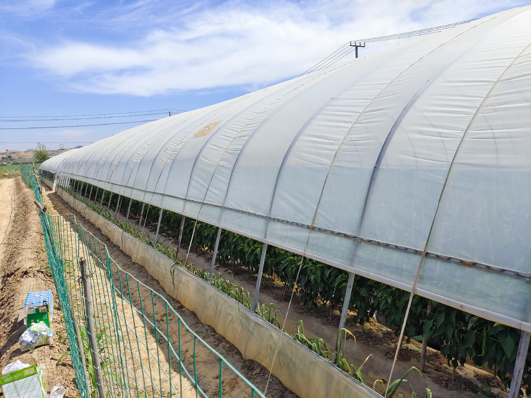 农民在田间采收螺丝椒作业场景