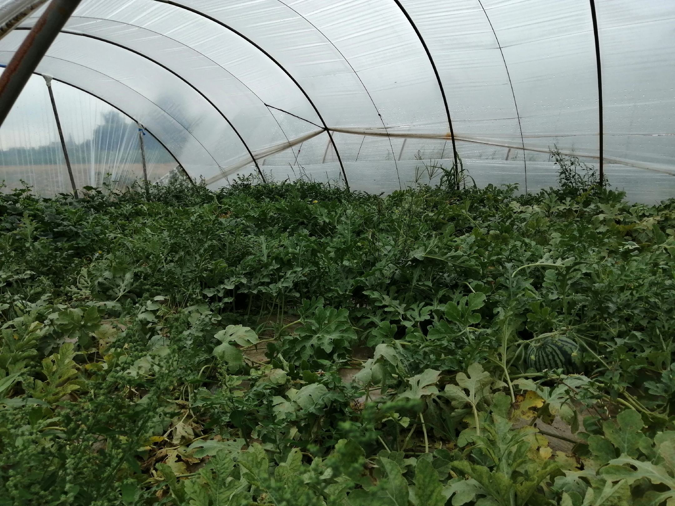 夏邑县8424西瓜种植基地航拍图