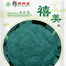 郑研禧美西兰花种子，1000粒.花球蕾粒均匀