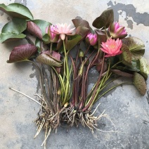 带花苞发货睡莲花苗四季荷花盆栽根块水培植物鱼缸池塘