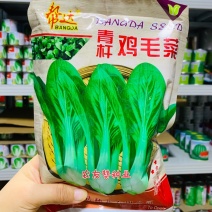 青杆鸡毛菜种子品质柔嫩椭圆叶生长期短四季蔬菜种子