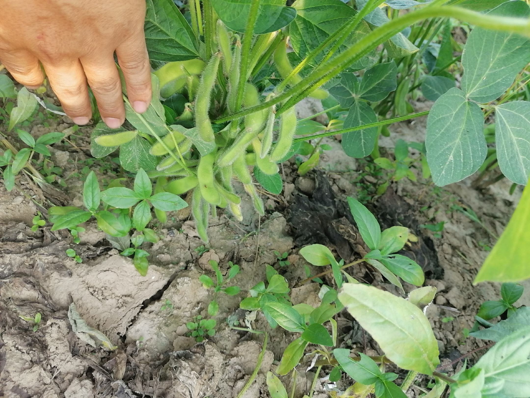 菠菜与毛豆搭配营养对比图