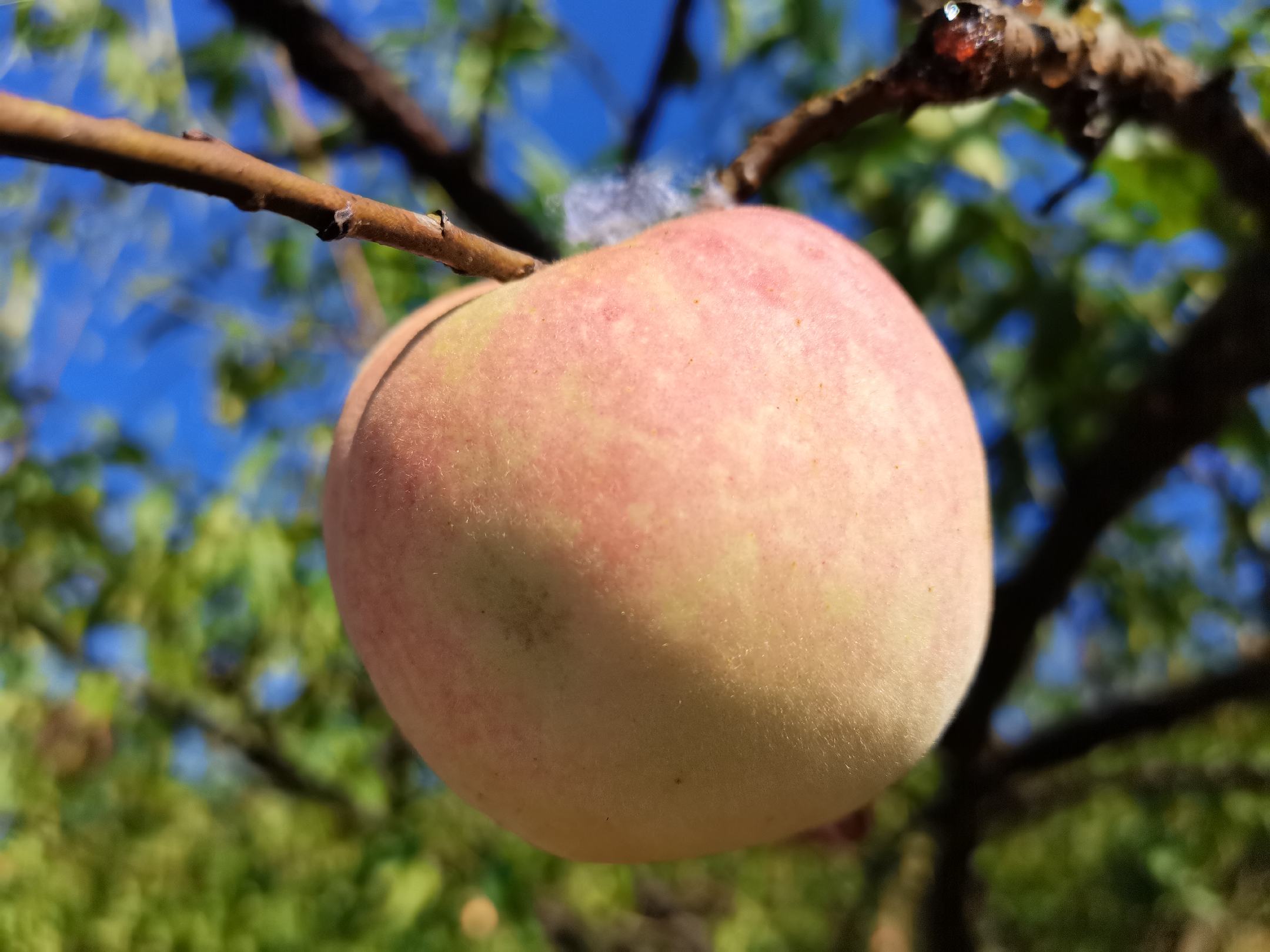 冬桃成熟果实特写