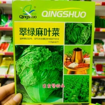 翠绿麻叶菜种子早熟大白菜一代杂交，涮煮煲汤火锅菜种子