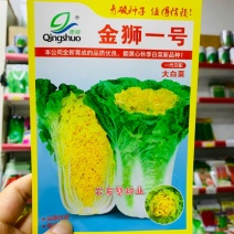 青硕金狮一号大白菜种子翻黄心秋季白菜新品种黄心白菜种子