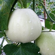 韭菜花