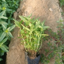 千屈菜水生植物可以绿地栽植开红色花
