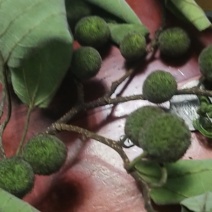 构树，果，皮，树，很多，