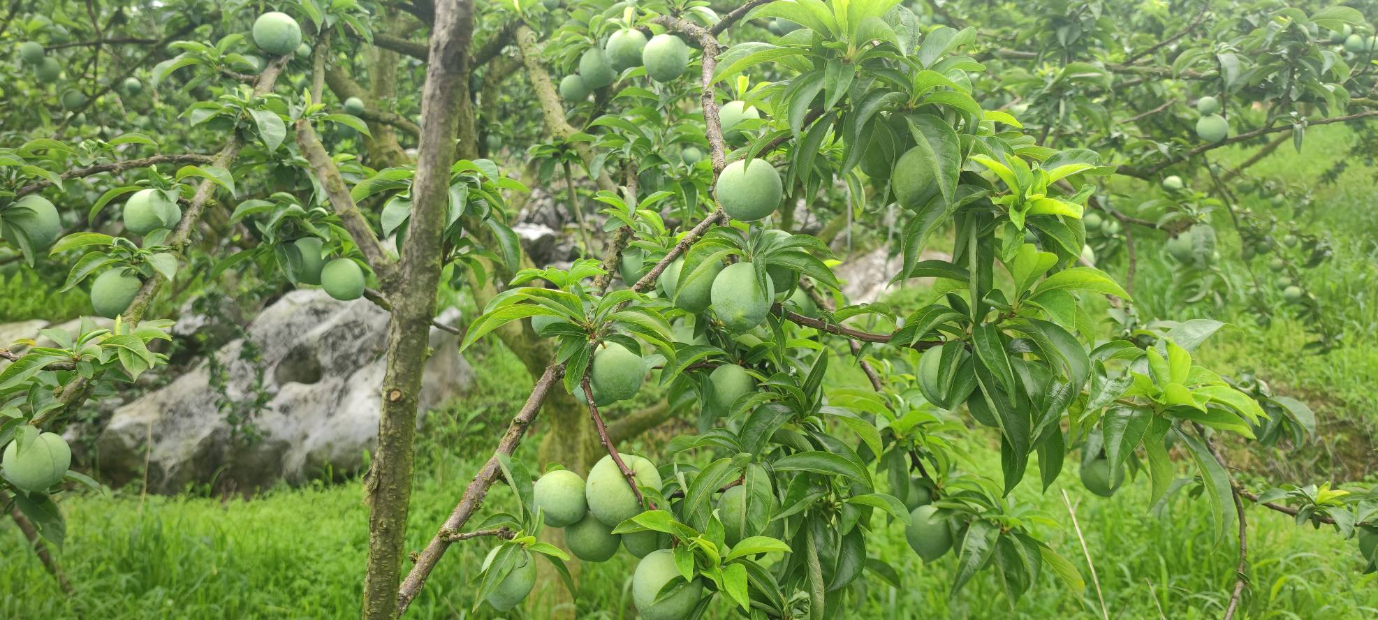 果农在果园中向游客介绍桃形李的成熟情况