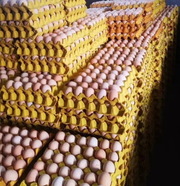 [土鸡蛋批发]土鸡蛋果园林下散养土鸡蛋现捡当天发货价格220.