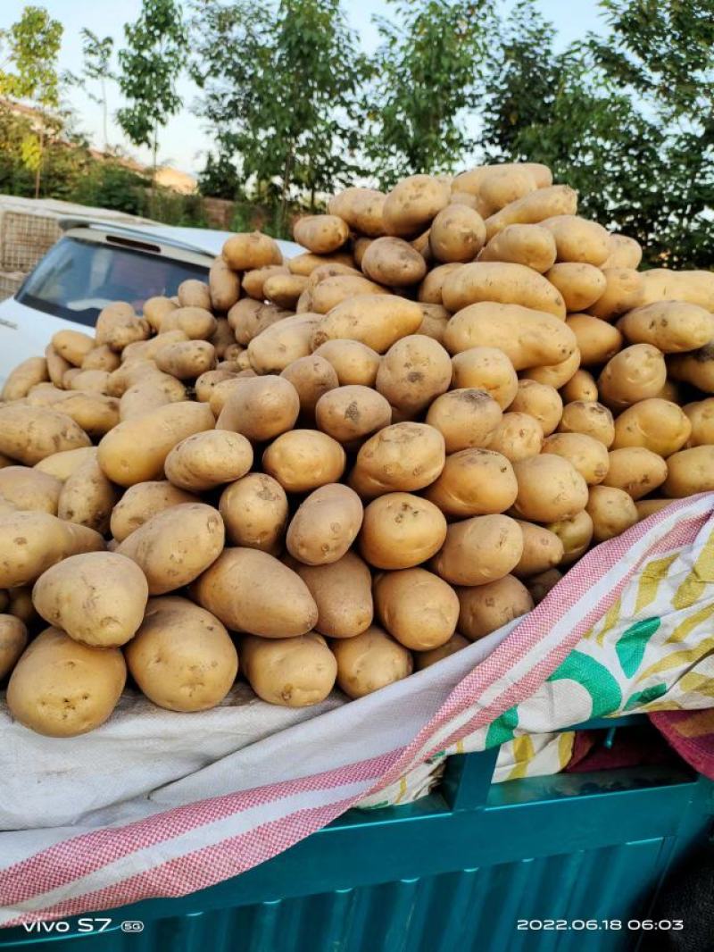 土豆,河南通许精品土豆,荷兰十五土豆,品种齐全,质量保证