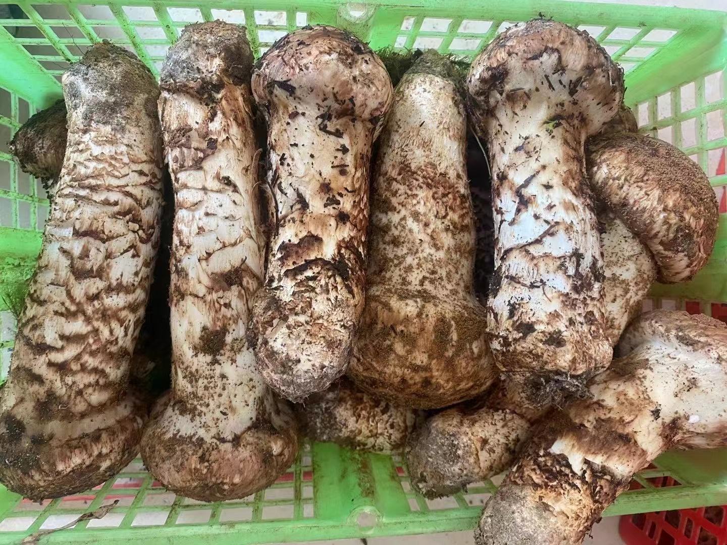 松茸烹饪过程对比图