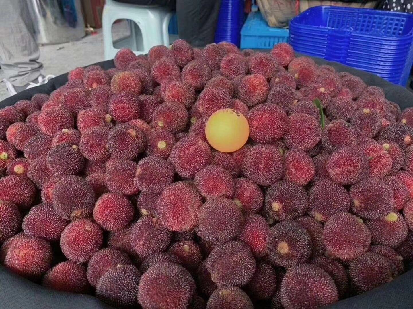 展示东魁杨梅与普通杨梅在同一画面中进行大小对比,突出东魁杨梅的果型优势 东魁杨梅与普通杨梅对比图