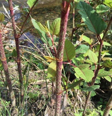 [虎杖批发]虎杖价格18.00元/斤 - 一亩田