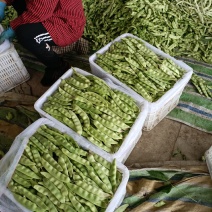油豆角辽宁北镇大量油豆角上市质量好产地直供