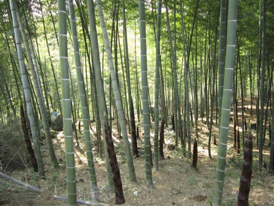 森林中枯树与菌类共生的自然景观