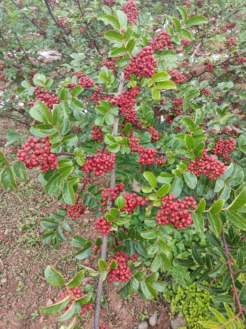 红花椒青花椒图片