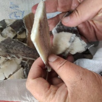 常年收售狭鳕鱼肉，长尾鳕肉，绿青鳕肉等