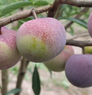 [半边红李子批发]绥江半边红李子价格10.00元/斤 - 一亩田