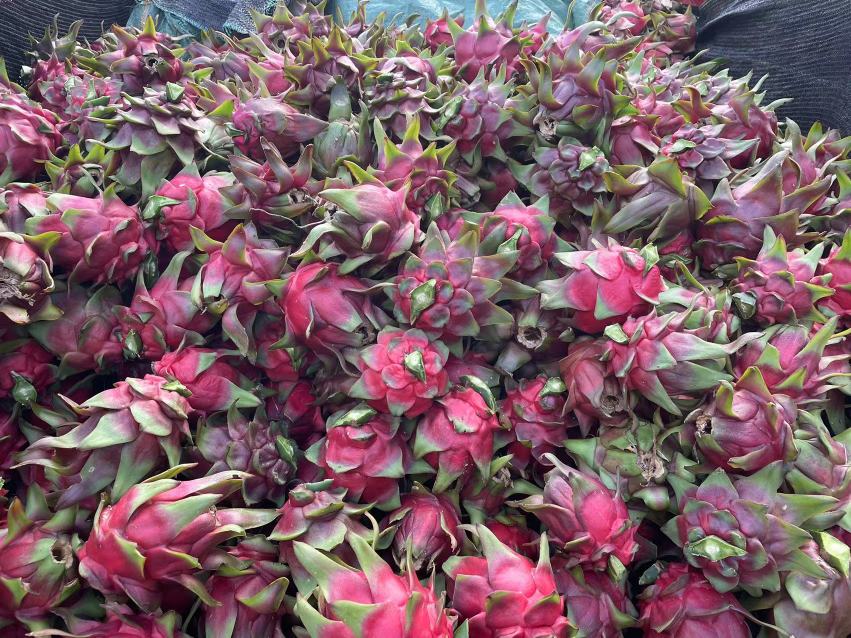 红绣球火龙果特写