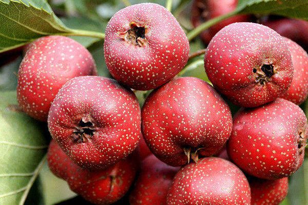 小金星山楂与其他水果对比图